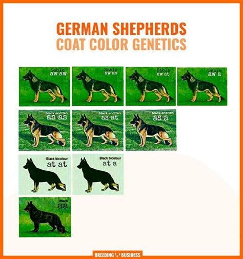 The Black German Shepherd's Instincts and Drives: Understanding Their Behavior